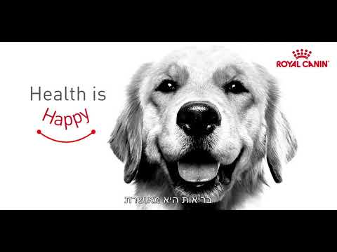 וִידֵאוֹ: גזעי כלבים קטנים: מדריך בריאות מלא