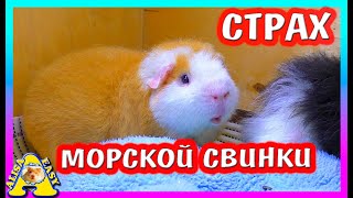 ЧЕГО БОИТСЯ МОРСКАЯ СВИНКА? / НАПОЛНИТЕЛЬ ДЛЯ СВИНКИ / КАК ПРИУЧИТЬ КОТА К ЛОТКУ?/ Alisa Easy Pets