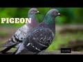 Pigeons toutes les informations que vous devez savoir sur la reproduction des pigeons 