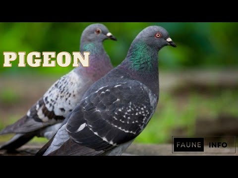 Vidéo: Pourquoi les pigeons roucoulent-ils constamment ?