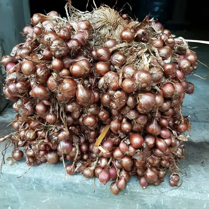 Bibit Bawang merah variates Batu Ijo