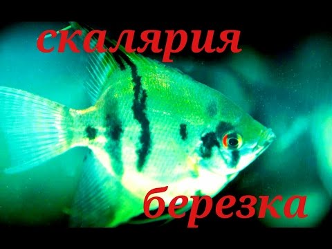 Аквариумные рыбки.Скалярия березка.