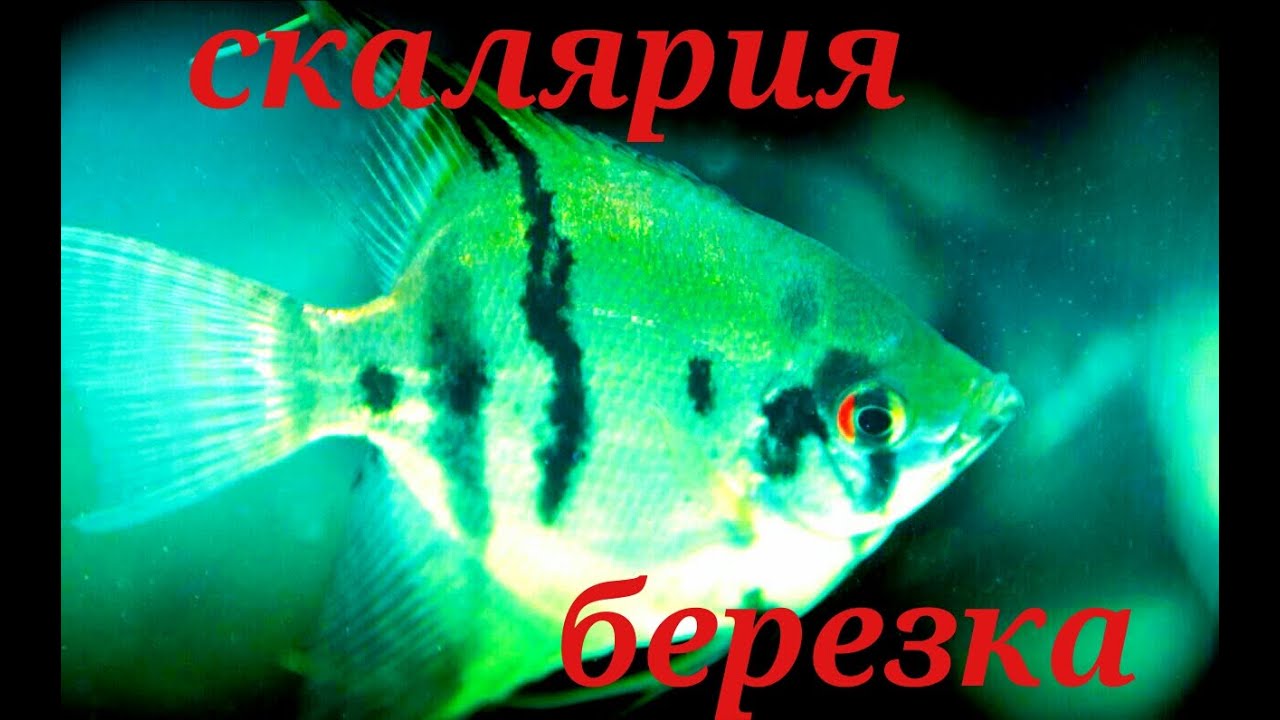 рыбка скалярия фото смотреть