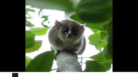 Programación Avanzada: Programación funcional 666 decoradores