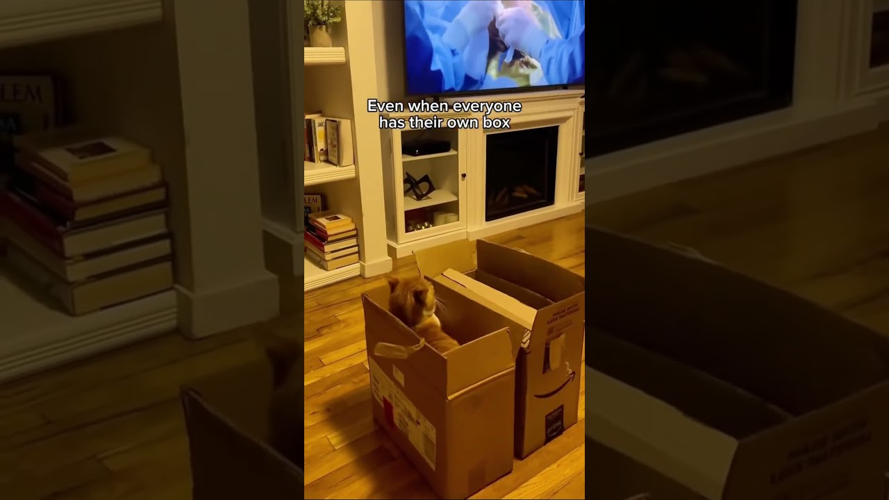#funny #cat #pets #animals #dog #cute #cats #memes #dogs #funnyanimals