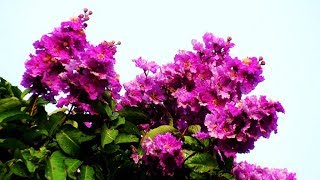 2018初夏-大花紫薇嫣紫綻放! Lagerstroemia grandiflora