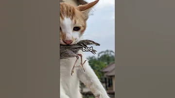 Cats Think You Re A Giant Cat Catcare Felinefacts Youtubeshorts 