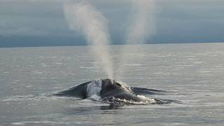 Facts: The North Pacific Right Whale