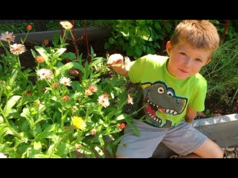 वीडियो: आपको अपने बगीचे में कैलेंडुला क्यों उगाना चाहिए?