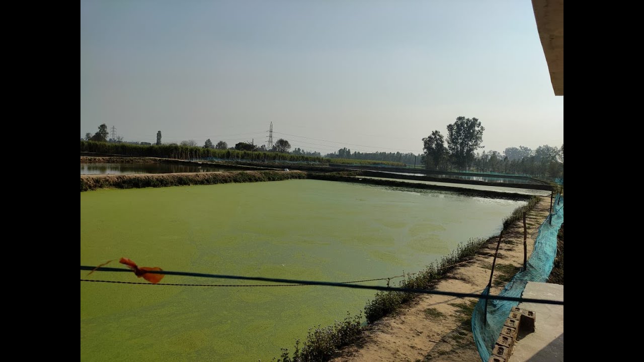 करेंंगे ये उपाए तो कभी भी Ammonia की समस्या नहीं होगी || Agrisons