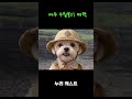 제주 수월봉의 매력 #dog #반려견 #maltese #강아지 #cute #말티즈 #pets #malteselovers #jeju #제주도