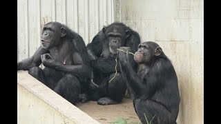 July 2020 Tama zoo chimps, What's wrong Sakura, you can catch Fubuki