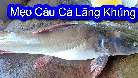 Cách Câu Cá Lăng Sông Hiệu Quả| Chia Sẻ Tâm Sự