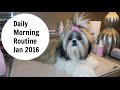 Daily Dog Grooming Routine for Shih Tzu