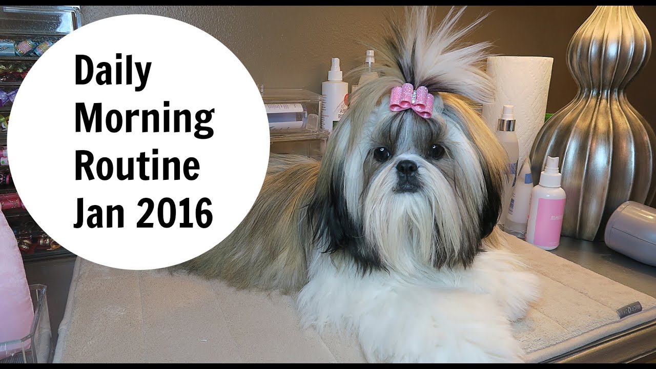 Daily Dog Grooming Routine For Shih Tzu