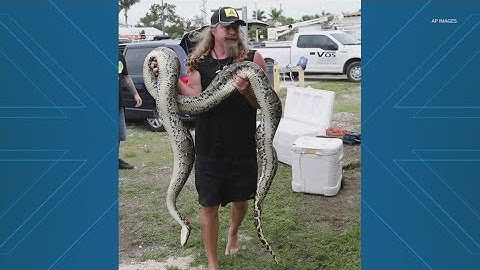 Man wins $10,000 for removing 20 Burmese Pythons in Florida Python Challenge