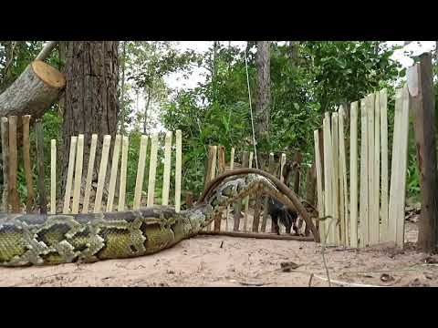 Primitive Technology: Amazing Quick Python Trap Using Big Wood That Work 100%