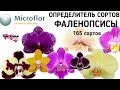 Орхидея ФАЛЕНОПСИС | ОПРЕДЕЛИТЕЛЬ СОРТА | Orchid Phalaenopsis. Qualifier of a grade. орхидеи orchids