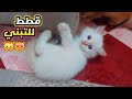 Cat Family Tree Cats For Adoption Cute Cats Kittens Beautiful Cats Cat Cats 