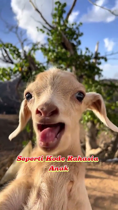 Anak Kambing Saling Memanggil Lucu Banget!