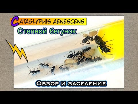 СТЕПНОЙ БЕГУНОК // Обзор и Заселение // Cataglyphis aenescens