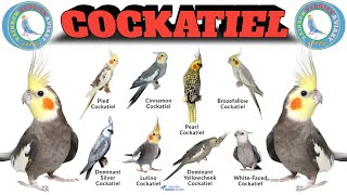 All Types Of Cockatiel Mutations | Cockatiel Colours And Names