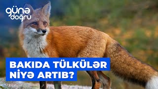 Günə doğru | Bakıda tülkülər niyə artıb?