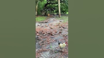 Black, bellied, whistling tree, ducks arrive for the summer