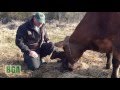 Natural cow birth. At baker green acres farm.