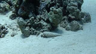 RedSea 20260806 Dive 16 Dive Site :Abu Dabab 3
