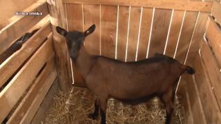 Novi humani nacin bavljenja kozarstvom - sretna koza - i kako se pravi kozji sir