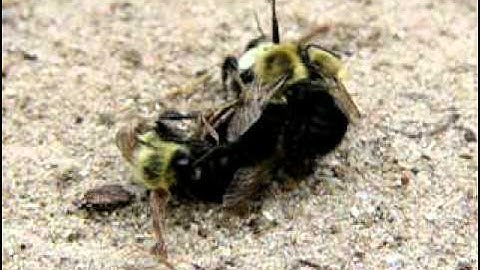 Bumblebee Mating Aggression 2