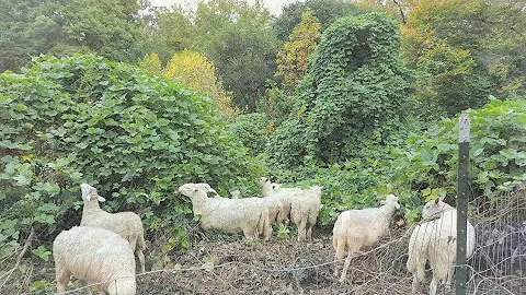 Sheep Help Georgia Tech Keep Kudzu At Bay