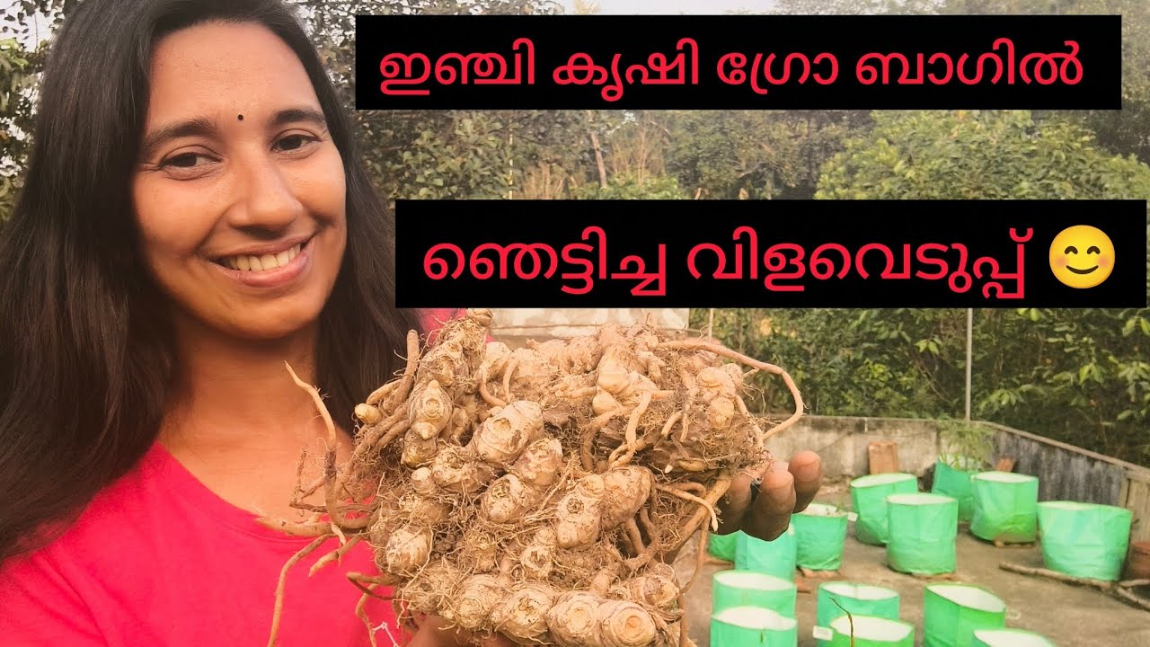 പ്രതീക്ഷിക്കാത്ത വിളവ്... ഇഞ്ചി കൃഷി ഗ്രോ ബാഗിൽ #organic terrace farming # nilavum nakshathrom