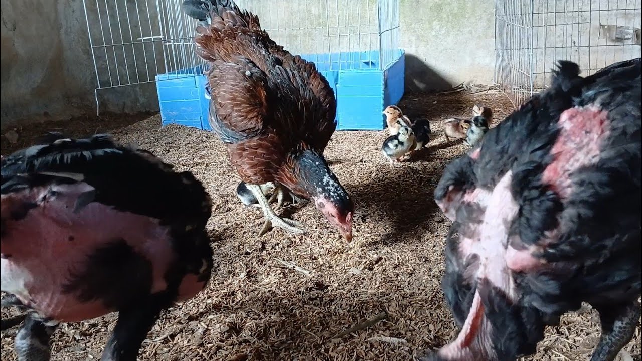 The Fighting Hens Are 119 Day old ,and The Mother hen has More Chick,So She Favors the Younger Ones