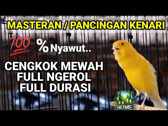 pancingan kenari paud agar bunyi ngeriwik, ngerol, cuit, durasi panjang, isian mastran kenari super class=