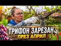 Трифон зарезан през АПРИЛ Милчеви БГ 