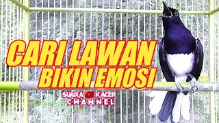 SUARA PANCINGAN KACER MENCARI LAWAN TARUNG DIJAMIN 100% LANGSUNG EMOSI NAIK