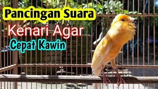 Pancingan Suara Kenari Kawin Bikin Burung Kenari Naik Birahi Ngleper Langsung Minta KAWIN