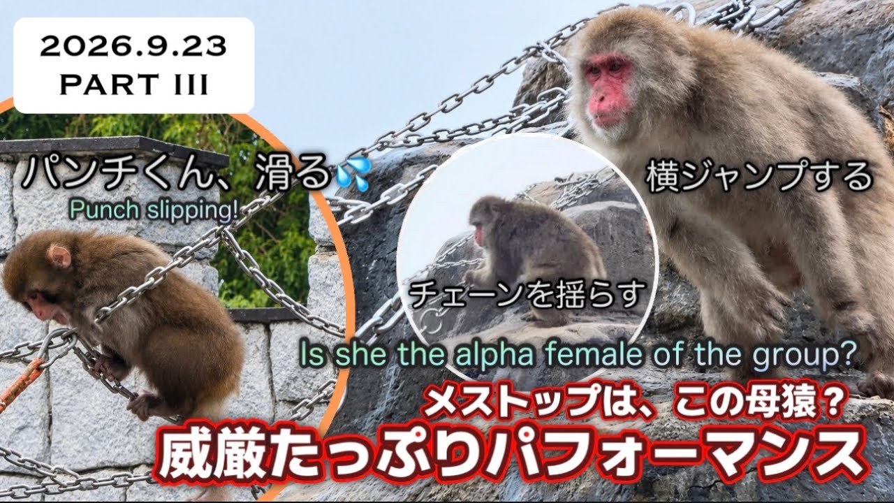 2026.9.23③🐵🏔️【必見】4/26出産の母猿/モエちゃんの変顔/パンチ