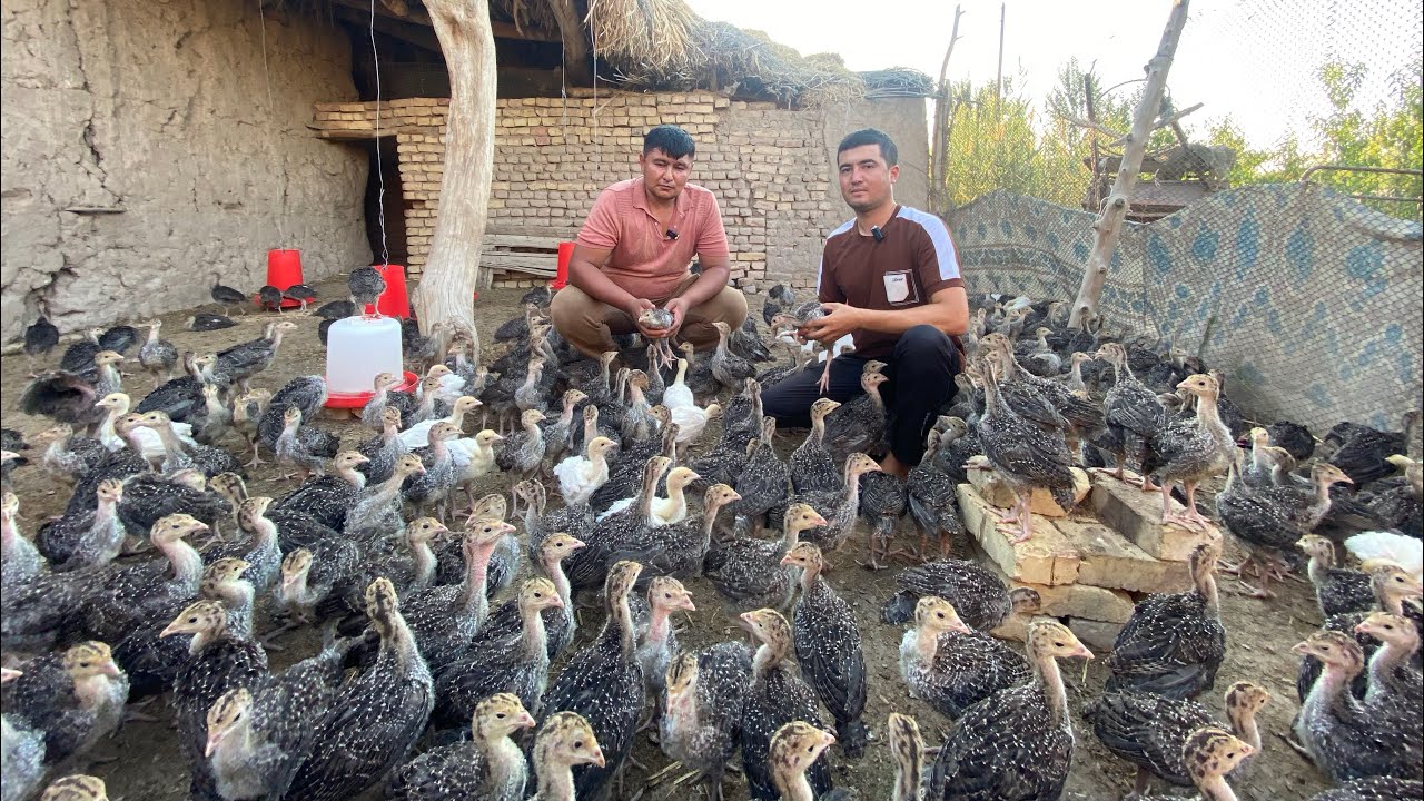 ЯНГИ ПАРТИЯ БРОНЗА 708 🦃🦃🦃 (КУРКА) ИНДЮК ЖУЖАЛАРИ СОТИЛАДИ МАНЗИЛ КУШКУПИР 15.07.2025