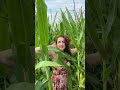Красота в кукурузном поле