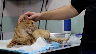 Cat crying - vet Rami Awwad