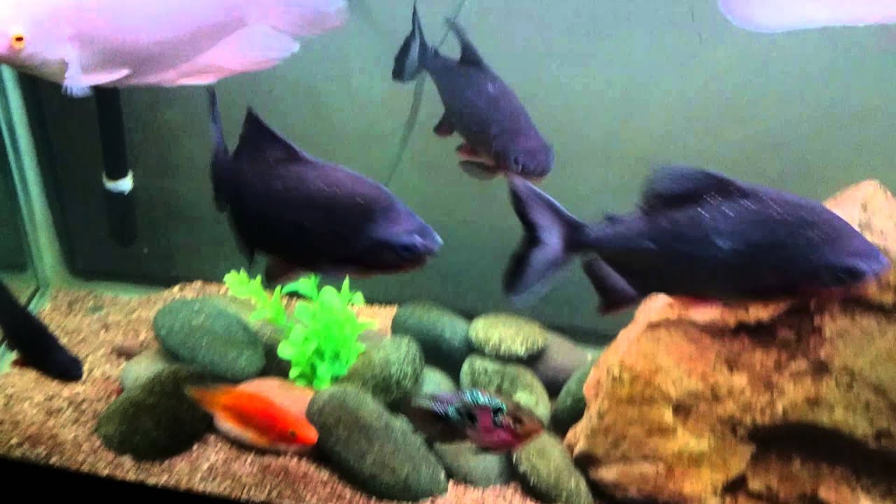 hard water aquarium fish