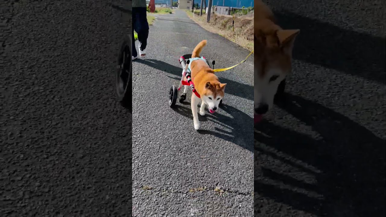 はな工房　犬用　車椅子　柴犬 2024.10.28 「はな工房」の犬用車椅子 岐阜県 柴犬 ジョンくん