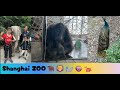 Shanghai ZOO🐂🦁🦭🐵🐅🦍🦏🐘🦚🦢🦅