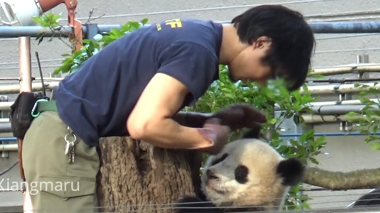 イケメン飼育員さんのお迎えに抵抗するシャンシャン 18 4 29 Giant Panda Xiang Xiang Youtube イケメン飼育員さんのお迎えに抵抗するシャンシャン 18 4 29 Giant Panda Xiang Xiang Youtube