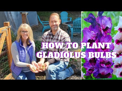 Video: Regels voor het planten van gladiolen in de volle grond in het voorjaar