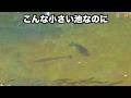 今までスルーしていた小さい野池巡ったらヤバかった