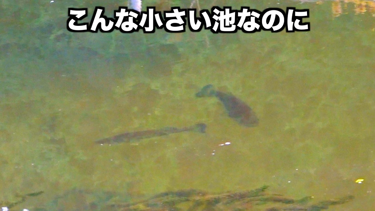 今までスルーしていた小さい野池巡ったらヤバかった